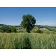 Properties for Sale_Farmhouses to restore_OLD FARMHOUSE WITH SEA VIEW FOR SALE IN LE MARCHE Country house to restore with panoramic view in central Italy in Le Marche_16